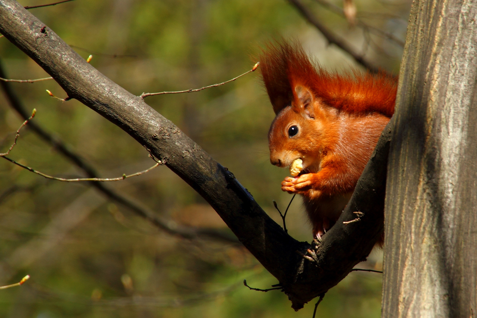 Eichhörnchen und Futter