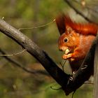 Eichhörnchen und Futter