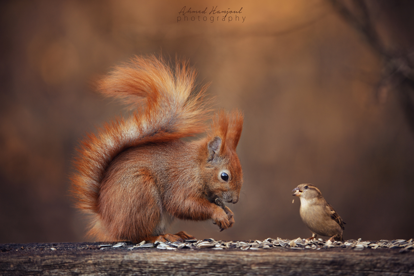 Eichhörnchen und Vogel