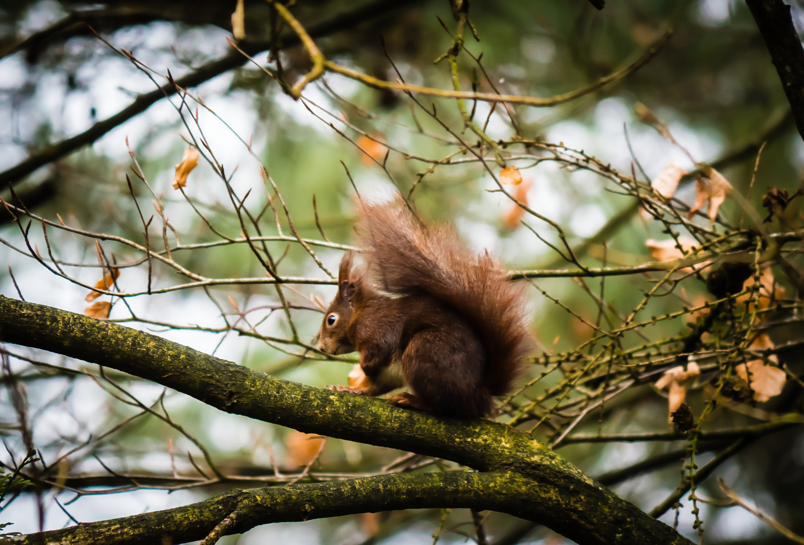 Eichhörnchen unterwegs