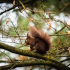 Eichhörnchen unterwegs