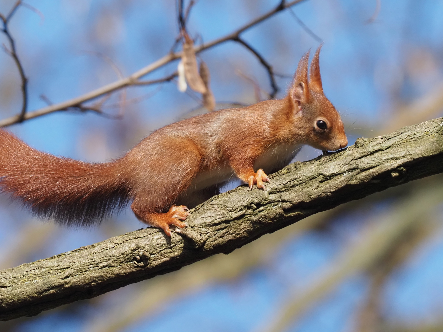 Eichhörnchen unterwegs