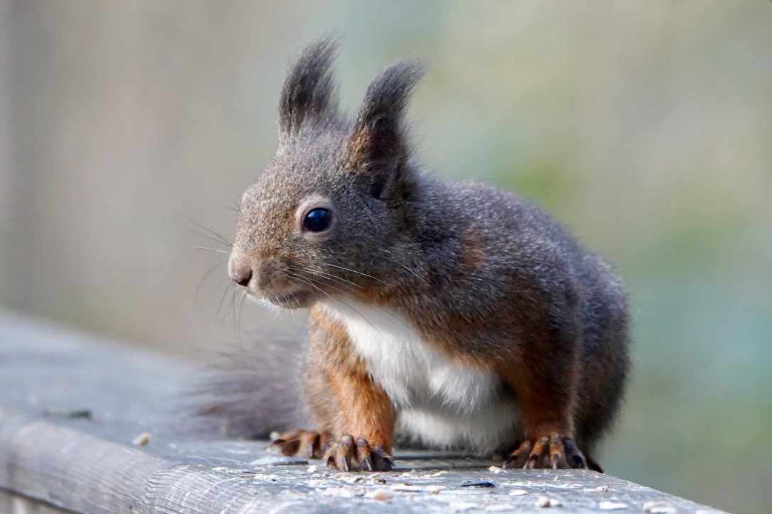 EICHHÖRNCHEN - ups, erwischt ...