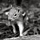 Eichhörnchen (USA Bryce Canyon)