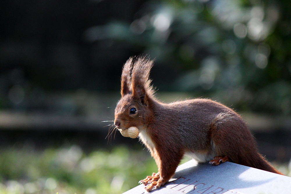 Eichhörnchen V