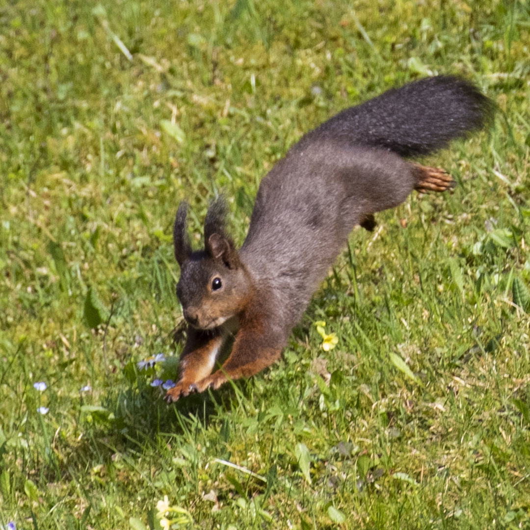 Eichhörnchen V2 (1 von 1)