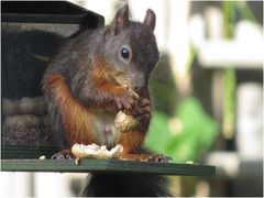 Eichhörnchen Vater 2