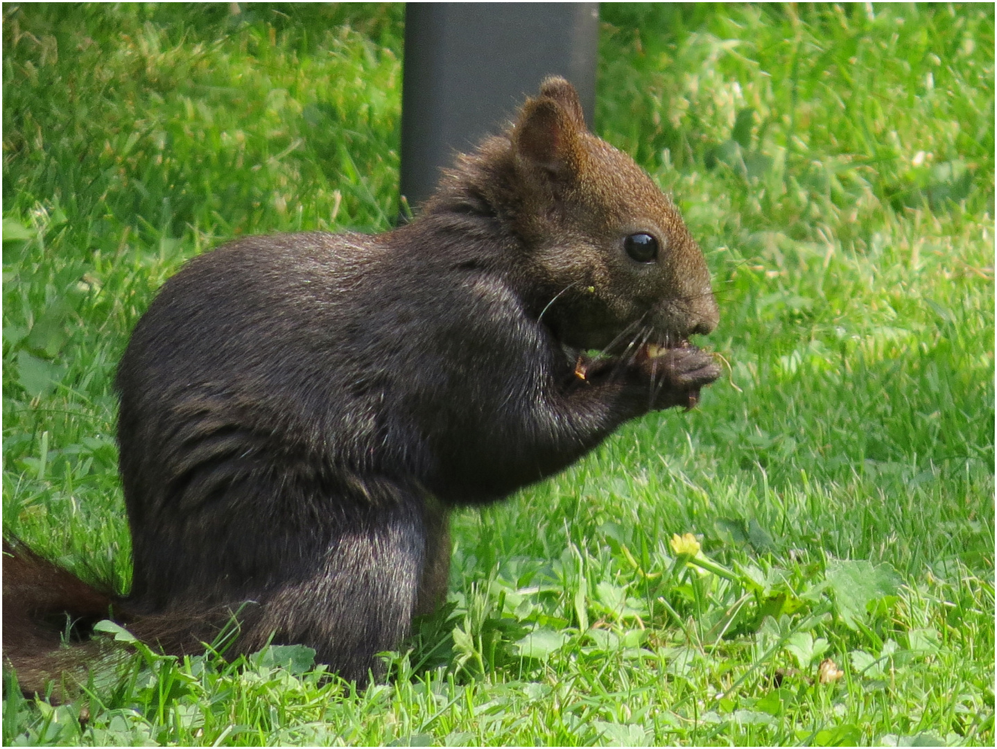 Eichhörnchen Vater1