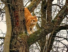 Eichhörnchen verkleidet als Katze.