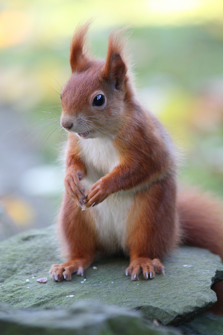 Eichhörnchen verschafft sich den Überblick