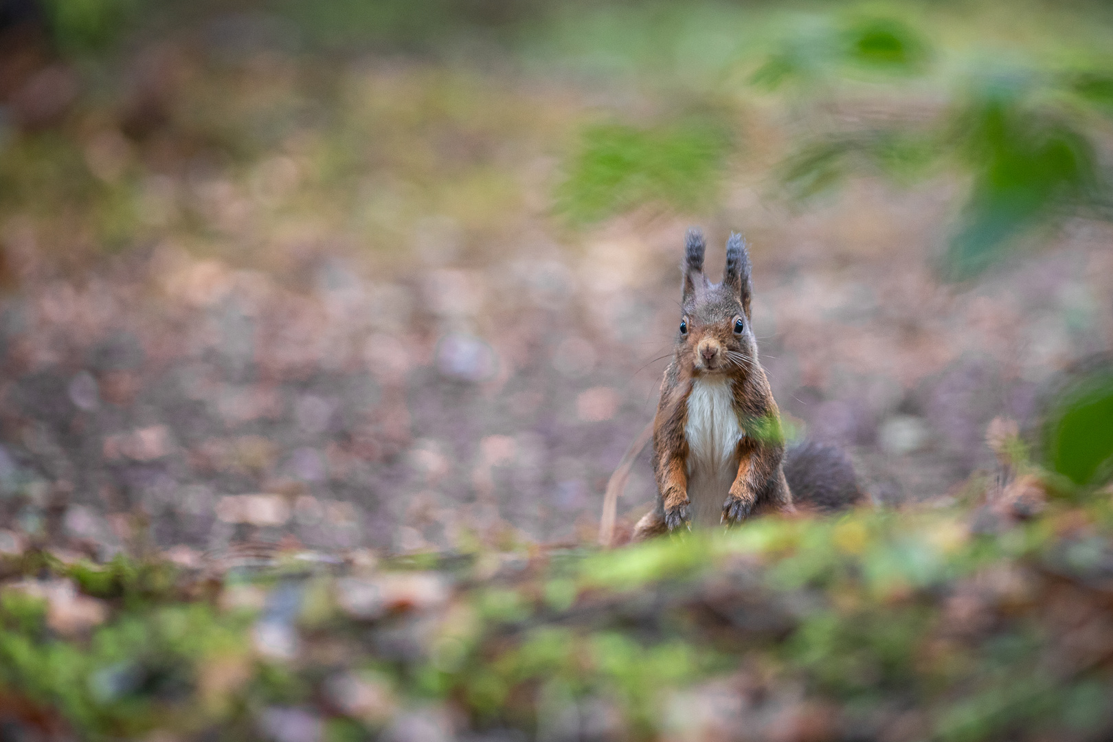 Eichhörnchen verschafft sich einen Überblick