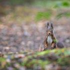 Eichhörnchen verschafft sich einen Überblick