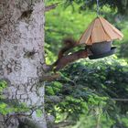 Eichhörnchen vom Baumwipfelpfad Bad-Wildbad aus beobachtet