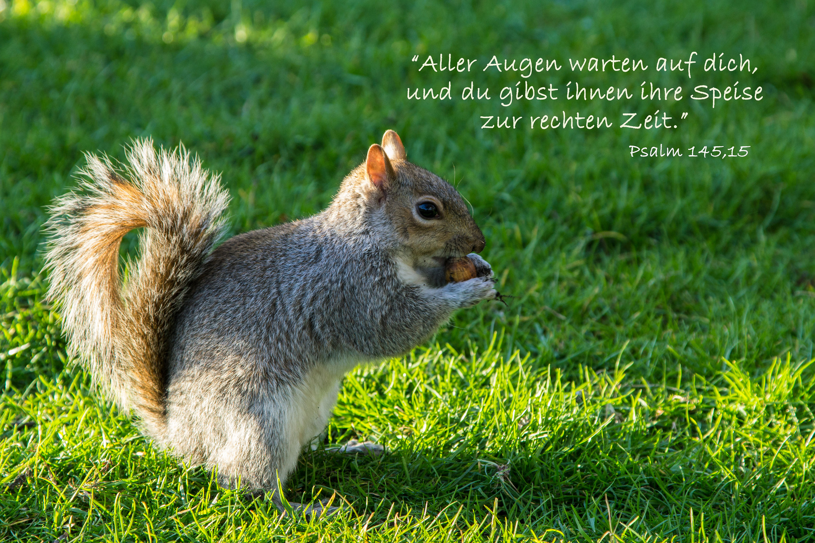 Eichhörnchen vom St. James´s Park, Spruchkarte Psalm 145,15 Foto & Bild
