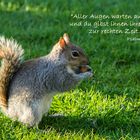 Eichhörnchen vom St. James´s Park, Spruchkarte Psalm 145,15