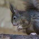 eichhörnchen von zecken geplagt