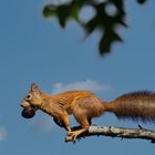 Eichhoernchen-vor-dem-Sprung