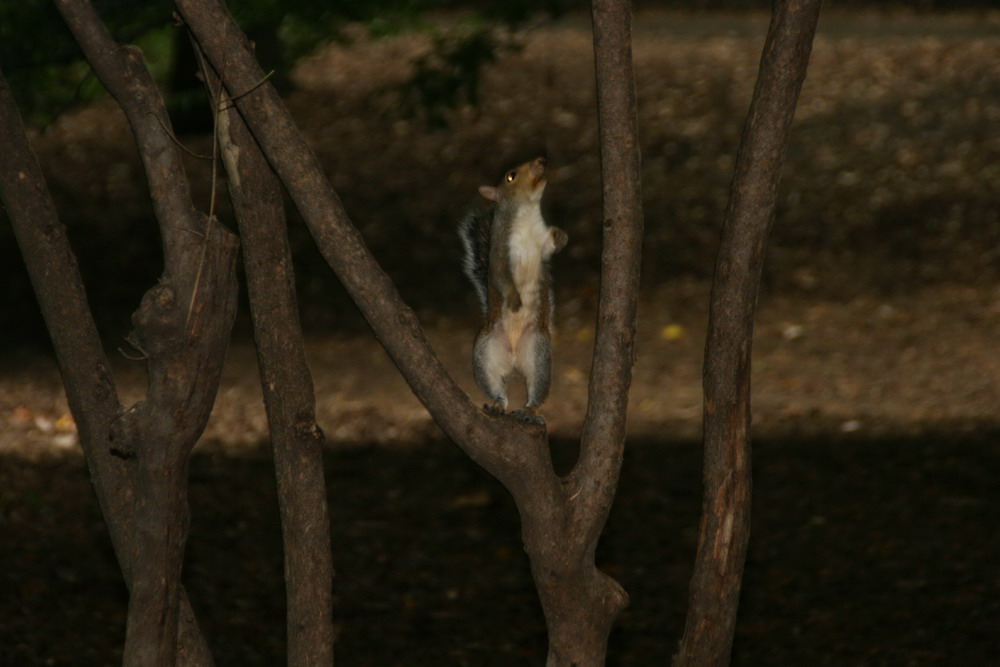 Eichhörnchen vor dem Sprung