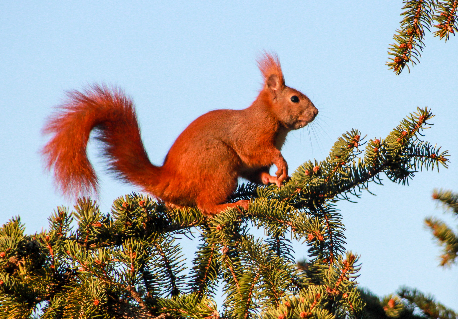 eichhörnchen vor küchenfenster