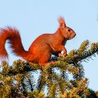 eichhörnchen vor küchenfenster