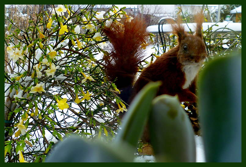 Eichhörnchen vor meinem Fenster mit Winterjasmin - Jasminum nudiflorum