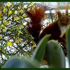 Eichhörnchen vor meinem Fenster mit Winterjasmin - Jasminum nudiflorum