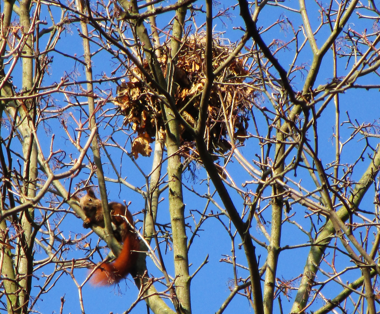 Eichhörnchen vor seinem Kobel