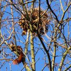 Eichhörnchen vor seinem Kobel