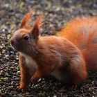 Eichhörnchen - Vorsichtiger Besuch