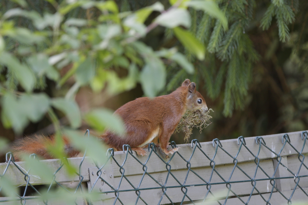 Eichhörnchen war im Baumarkt