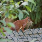 Eichhörnchen war im Baumarkt