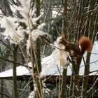 Eichhörnchen: Weiter auf der Suche nach Nistmaterial
