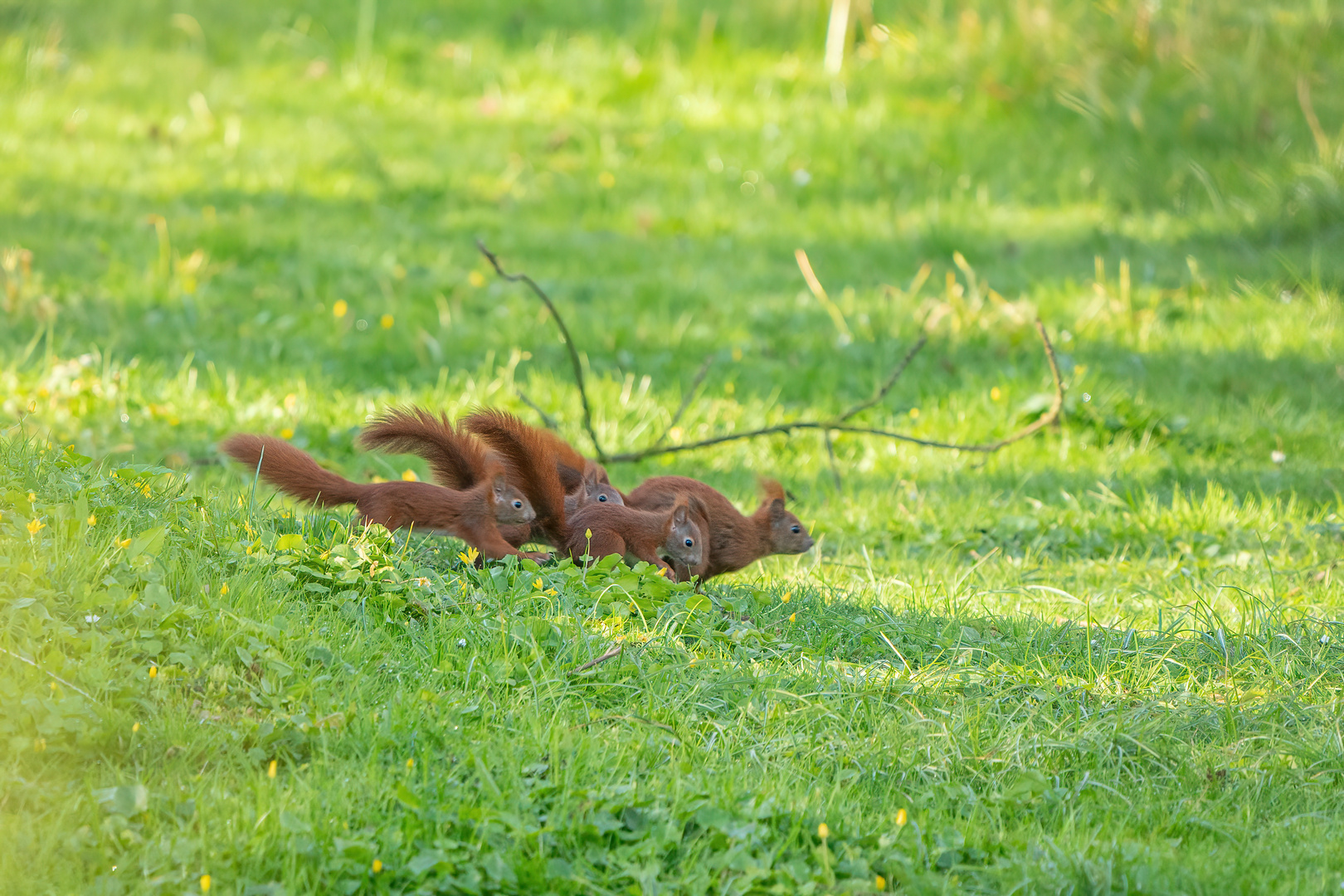 Eichhörnchen Wettlauf :-)