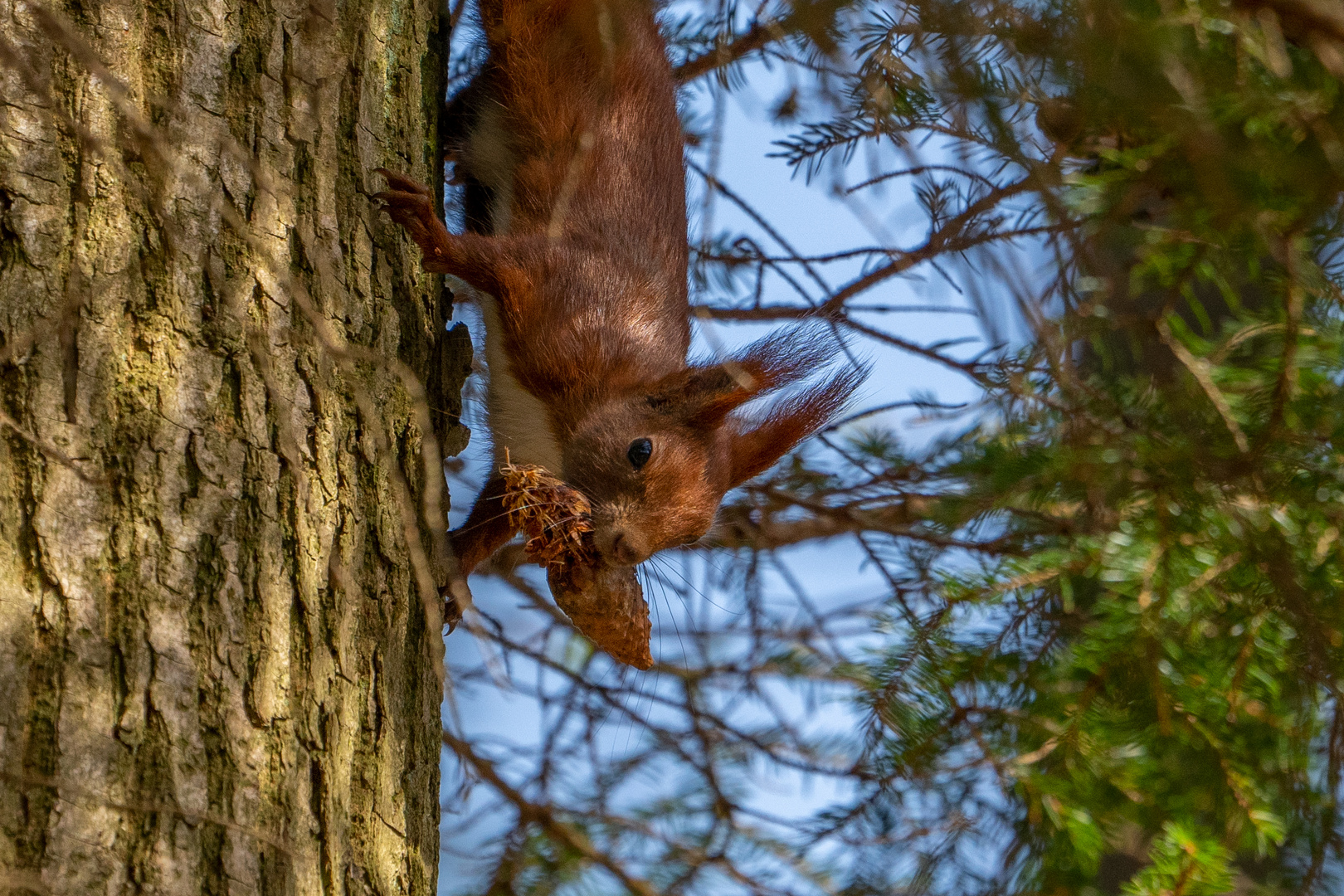 Eichhörnchen wie immer auf Nahrungssuche. :-))