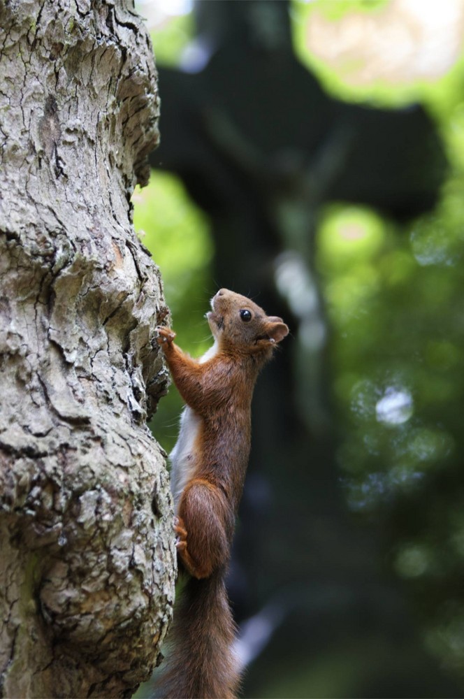 Eichhörnchen will hoch hinauf