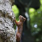 Eichhörnchen will hoch hinauf