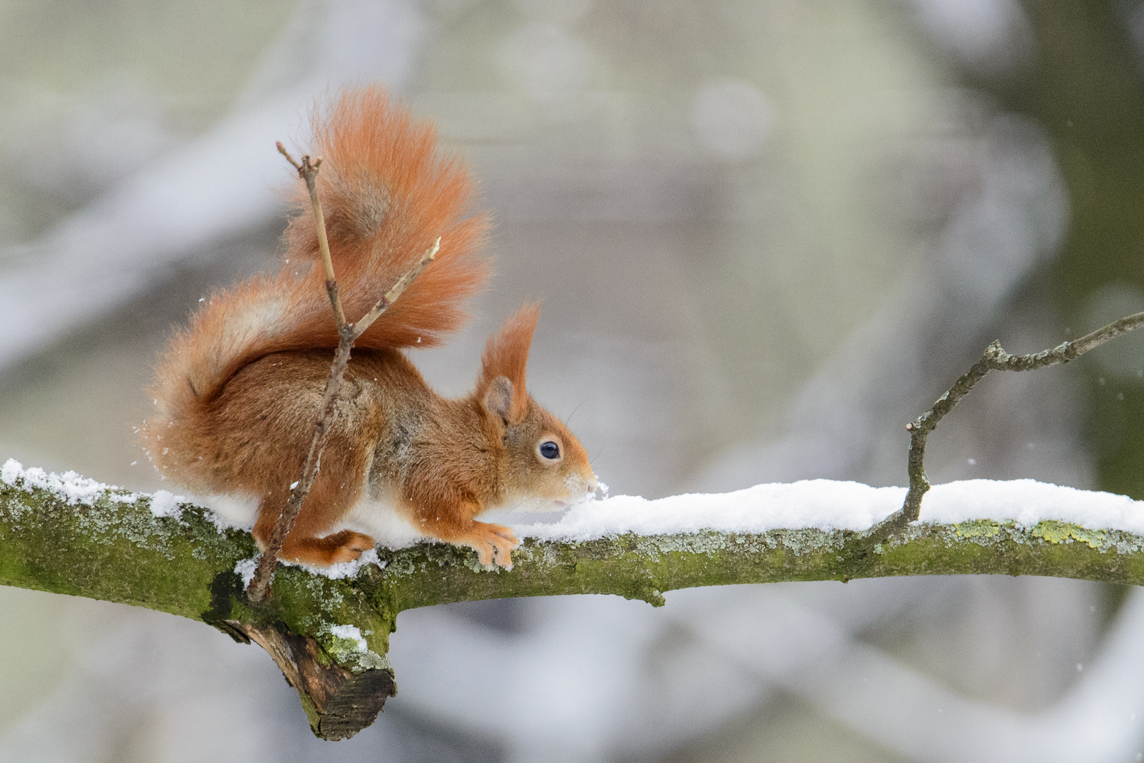 Eichhörnchen will Schnee