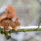 Eichhörnchen will Schnee