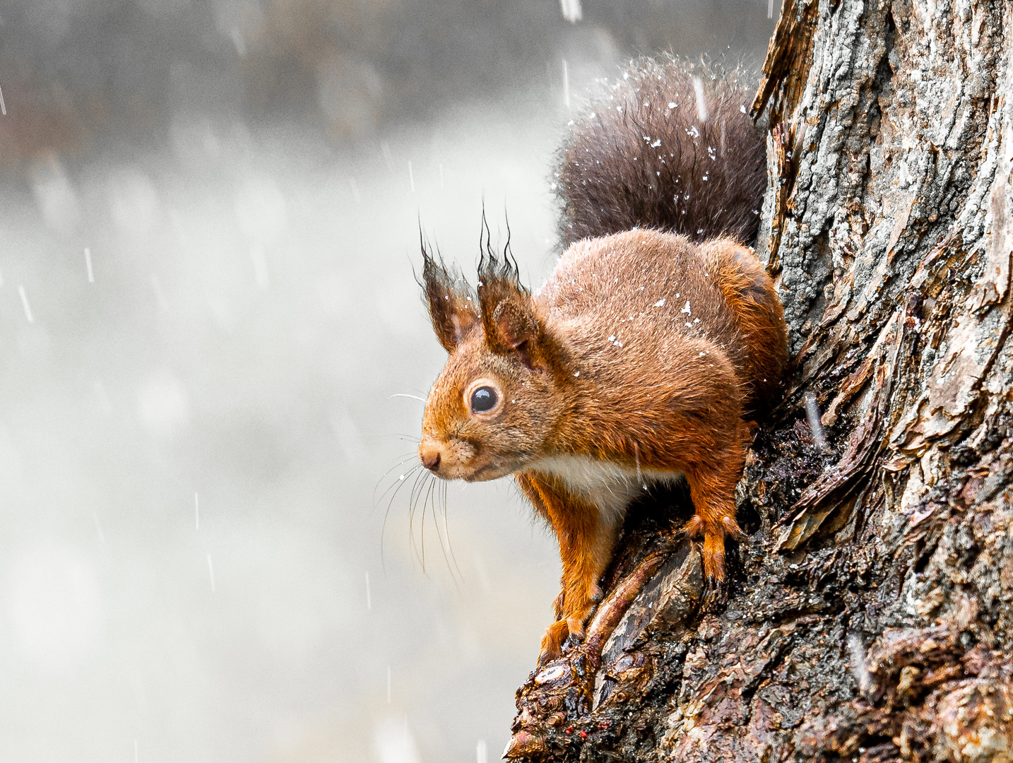 Eichhörnchen Winter
