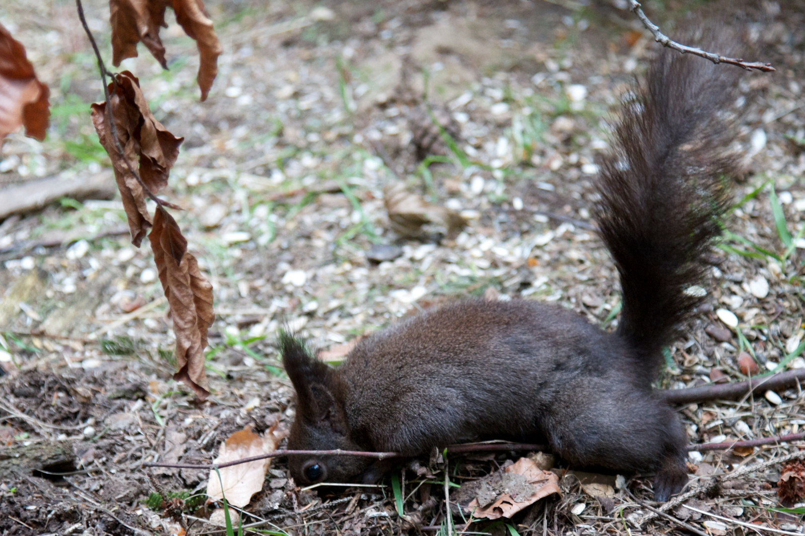 Eichhörnchen - Wo ist die Nuss?