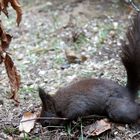 Eichhörnchen - Wo ist die Nuss?