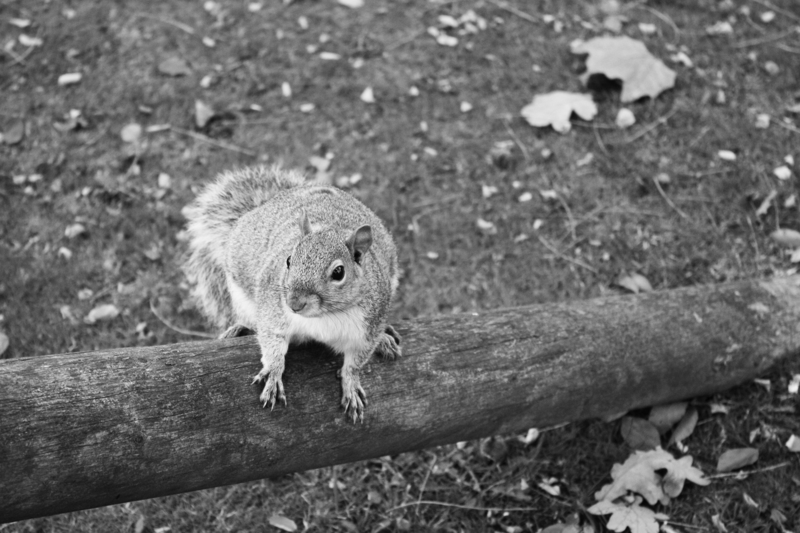 Eichhörnchen - Wolverhampton, England