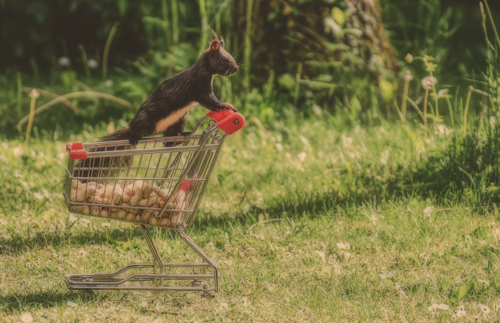 Eichhörnchen würden Nüsse kaufen