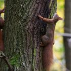 Eichhörnchen x2