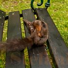 Eichhörnchen-Yoga