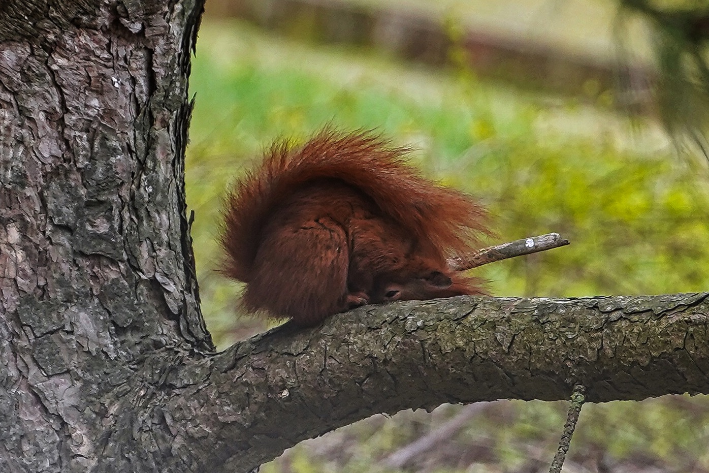 Eichhörnchen Yoga