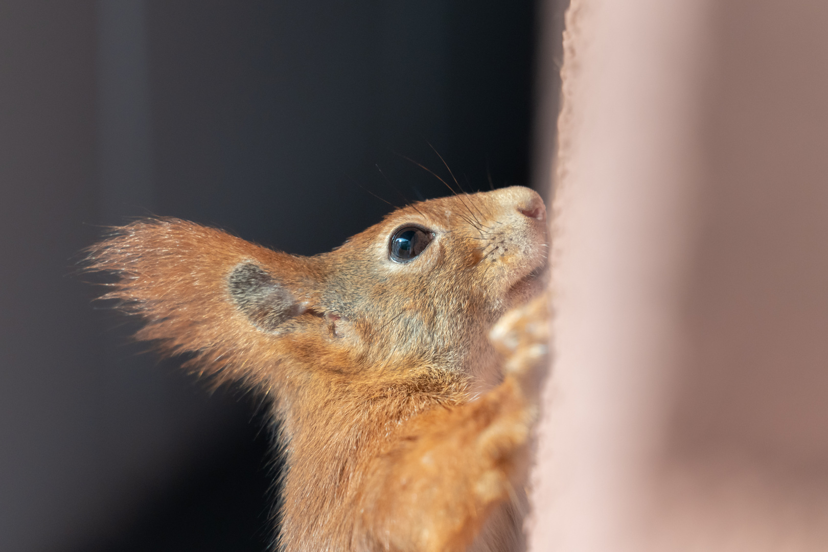 Eichhörnchen zu Besuch