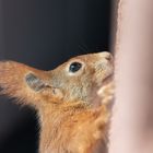 Eichhörnchen zu Besuch