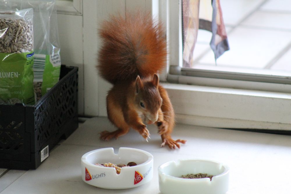 Eichhörnchen zu Besuch