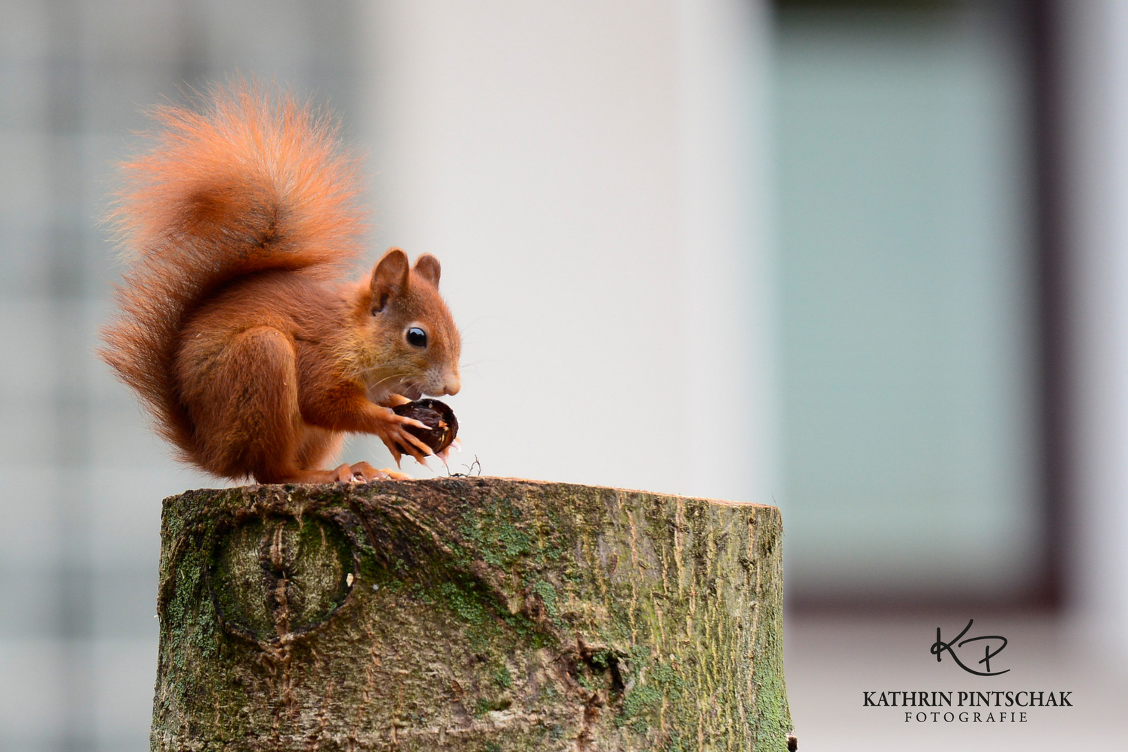 Eichhörnchen zu Besuch